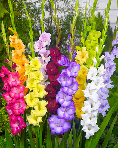 GLADIOLUS LARGE FLOWERING MIX 100 kusov